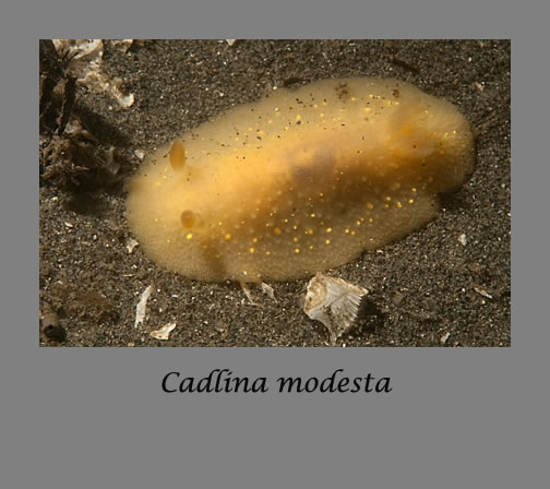cadlina modesta nudibranch